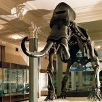 The fossil skeleton of a mammoth displayed in the Inner Mongolia Autonomous Region Museum.